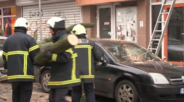 На косъм от трагедия: Дърво падна върху две коли в Русе